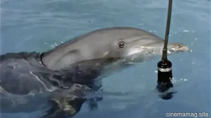 Delfines y Drogas: Michael Almereyda y Courtney Stephens sobre Capturar la Obra de John Lilly