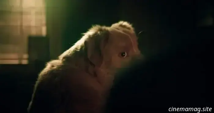 Il chiller con protagonista un cane, Good Boy, ha un nuovo trailer