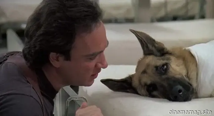 10 Perros de Película que Superaron Odds Imposibles