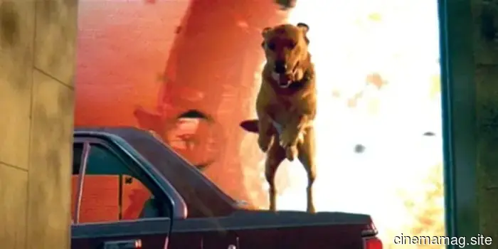 10 Perros de Película que Superaron Odds Imposibles