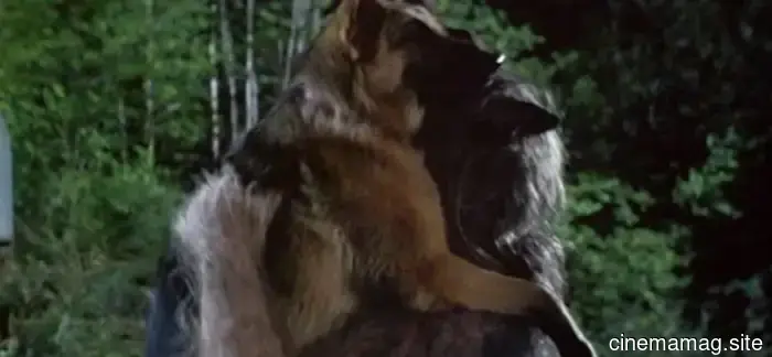 10 Perros de Película que Superaron Odds Imposibles