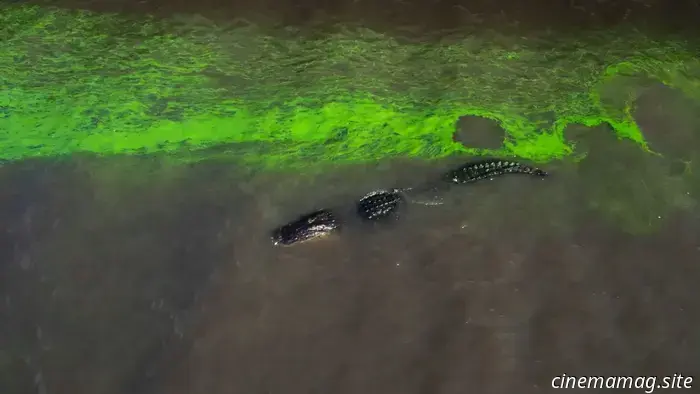 El tráiler exclusivo del aclamado documental «River of Grass» explora la historia y el futuro de los Everglades.