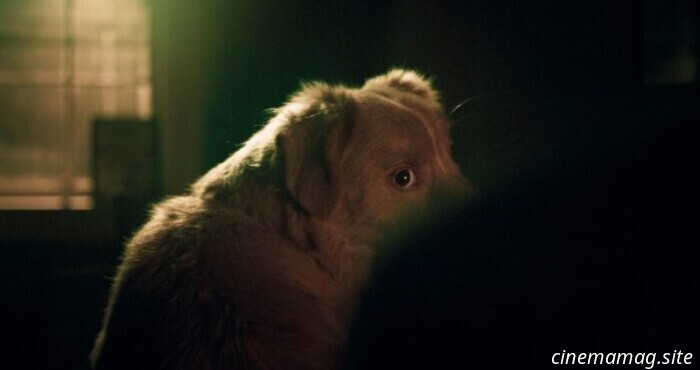 Reseña de la película – Good Boy (2025)