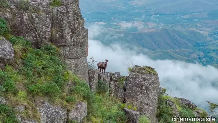 Nilgiris: A Collective Wilderness Showcasing India's Unique Species to the Globe