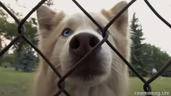 I 12 migliori film con cani parlanti di sempre