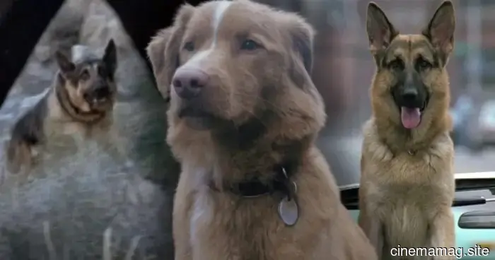 10 Perros de Película que Superaron Odds Imposibles
