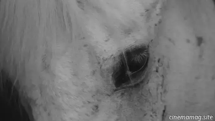 Между неподвижностью и сопротивлением: экспериментальный документальный фильм Чжэняна Ду «Beings» — MovieMaker