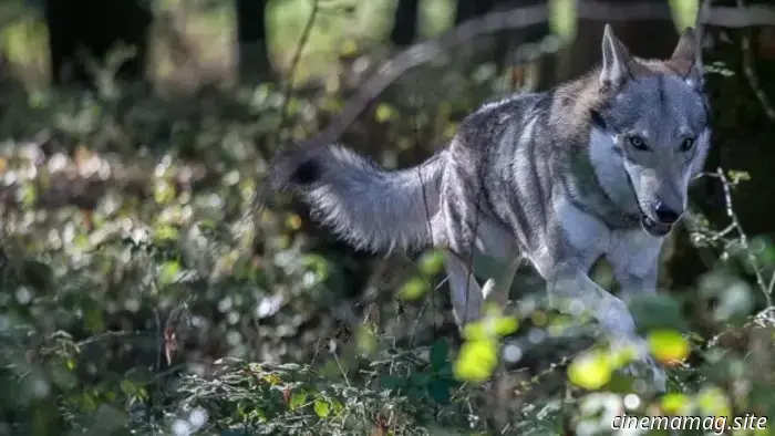 Tráiler de la película de terror La sombra del lobo, con Christopher Lambert como protagonista