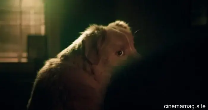 10 Perros de Película que Superaron Odds Imposibles
