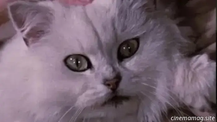The 12 Most Awesome Cats in Films