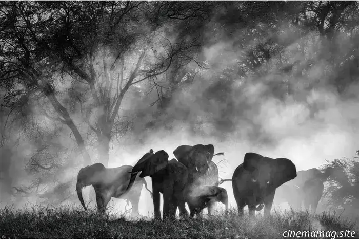 Reseña de Venecia: Ghost Elephants es el anhelo materializado de Werner Herzog