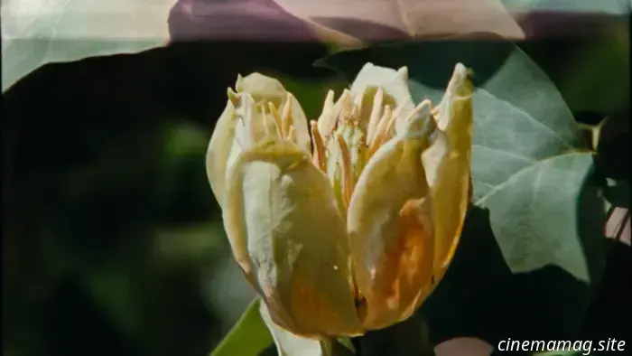 Exclusive Trailer for 7 Walks with Mark Brown Offers a Heartfelt Glimpse into Normandy's Flora.